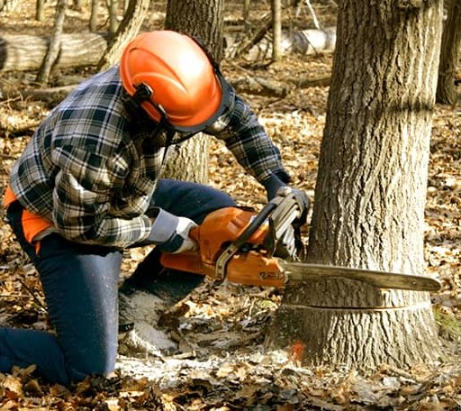 Tree Removal in Lehr, ND